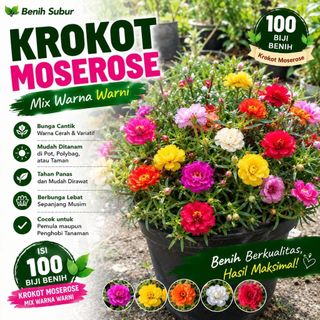 Benih Krokot Moserose 100 Butir Bunga Cerah